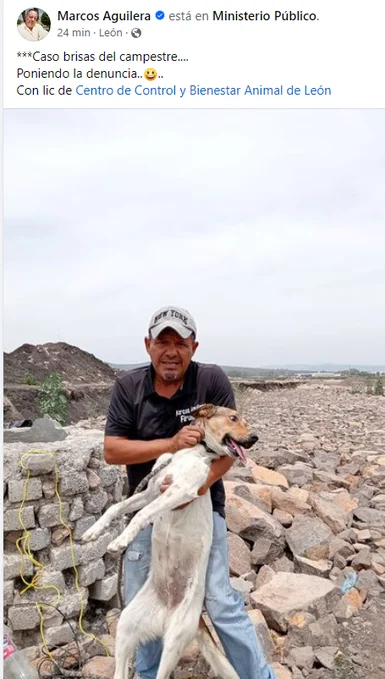 ¡Atroz Maltrato! Perrita apedreada en Guanajuato