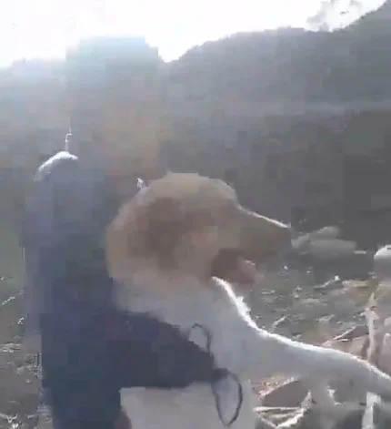 Atroz crueldad: Jóvenes lanzan a perrito indefenso a un pozo en León, Guanajuato