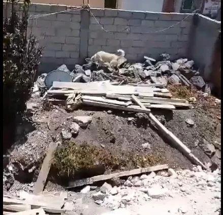 Emergencia Animal: Vecinos alertan sobre canino abandonado en Puebla