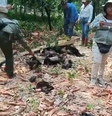 Ola de calor en México causa la muerte de 157 monos aulladores en Tabasco y Chiapas