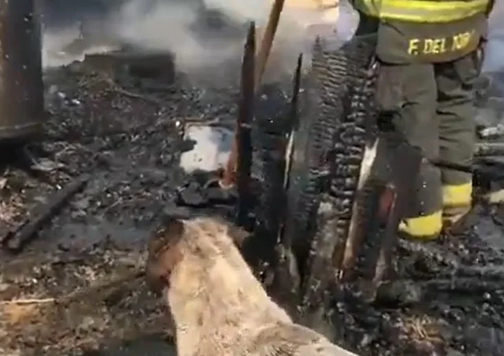 Desgarradora escena en Tlaquepaque: Perrito llora desconsolado ante su casa en llamas