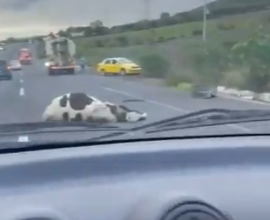 Camión de carga atropella y mata a dos vacas en carretera de Chapala