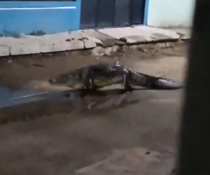 ¡Tremendo susto! Un cocodrilo pasea por calles de Balancán, Tabasco