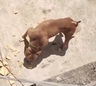 Denuncian maltrato animal en Xalapa: perro abandonado depende de vecinos