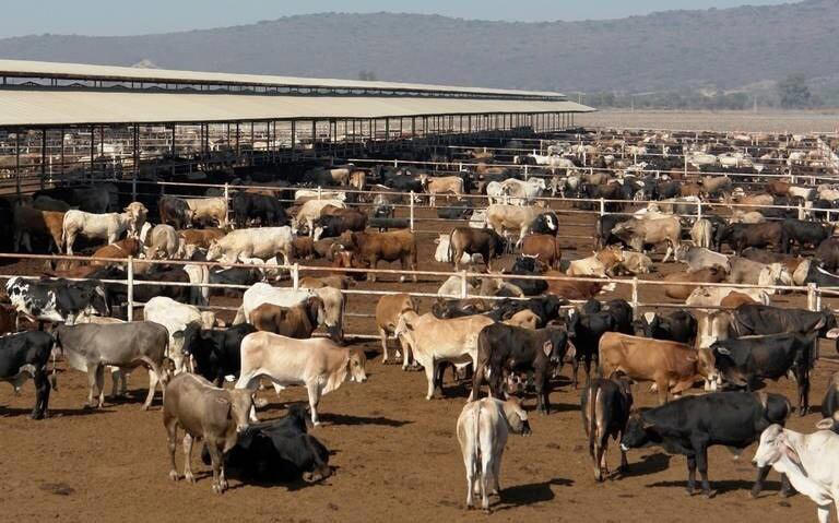 Estados Unidos suspende importaciones de ganado mexicano por riesgo sanitario