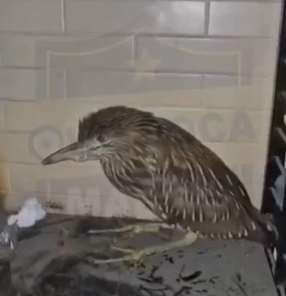 Garza nocturna rescatada en la Torre Pemex de la CDMX es trasladada a refugio especializado