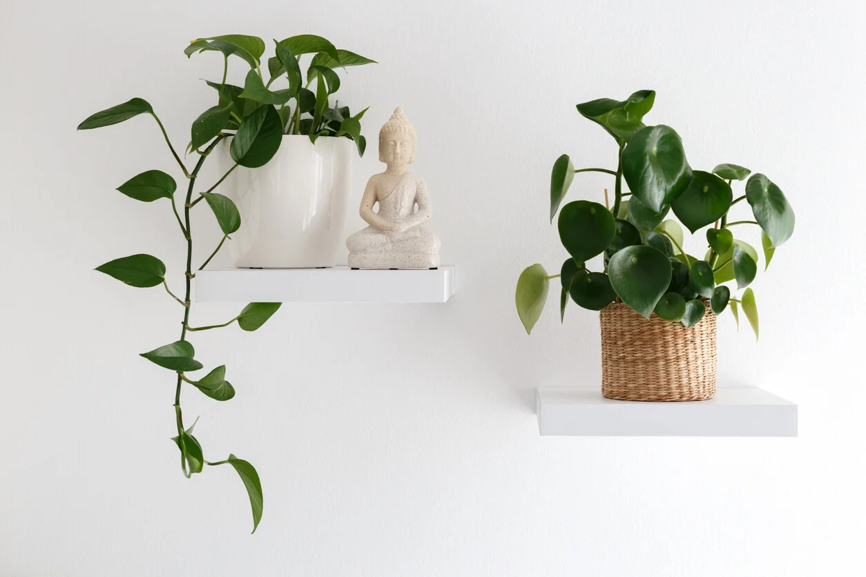 Beneficios de tener plantas en casa que quizás no conocías