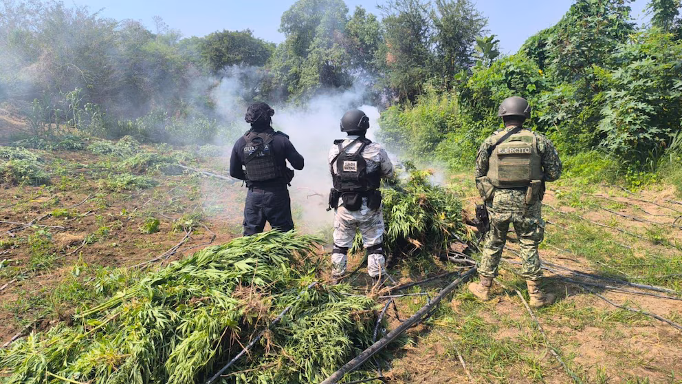 El tránsito de la marihuana en México: de símbolo ancestral a motor del crimen organizado